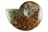 Polished Cretaceous Ammonite (Cleoniceras) Fossil - Madagascar #339080-1